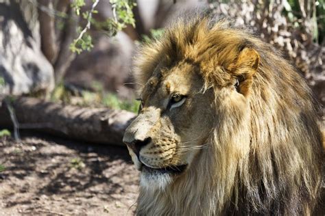 Visit the Phoenix Zoo in Phoenix AZ