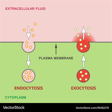 Endocytosis and exocytosis diagram Royalty Free Vector Image