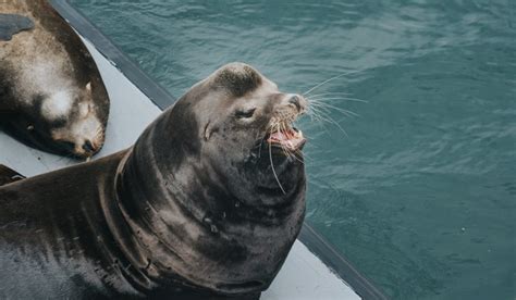 15 Fun-Loving Facts About Sea Lions - Facts