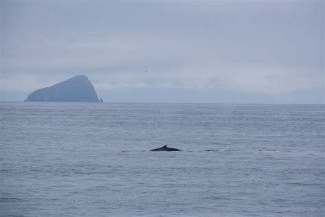 The Best Kenai Fjords Wildlife Cruise - Musings of a Rover