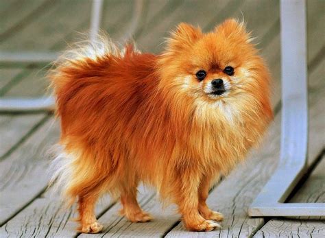 Pomeranian_orange | Most beautiful dog breeds, Beautiful dog breeds, Dog breeds