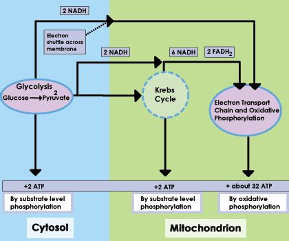 SparkNotes: Oxidative Phosphorylation and Electron Transport: Oxidative ...