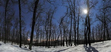 Forest Panorama at Winter Moonlight Night Stock Photo - Image of ...