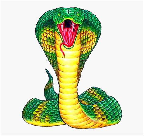 King Cobra Png Free Pic - Snake Front View Drawing, Transparent Png ...