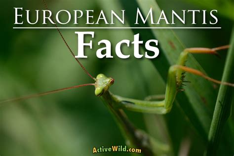 Praying Mantis Life Cycle Facts