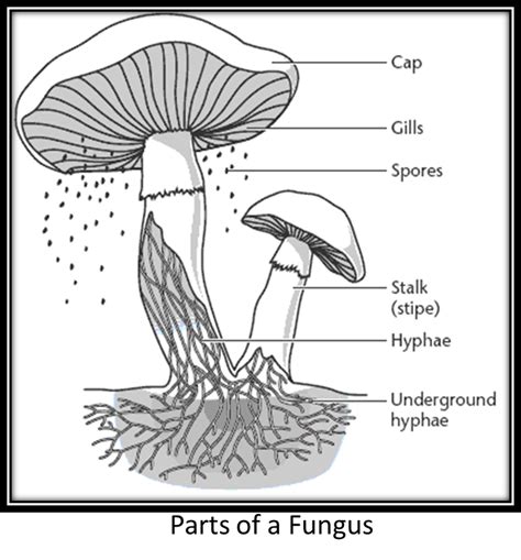 fungus image parts | The hyphae that grows from fungal spores are slender tubes and is the ...