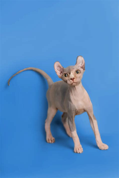 The Fascinating Journey of Sphynx Cats from Egypt – Purebred Kitties