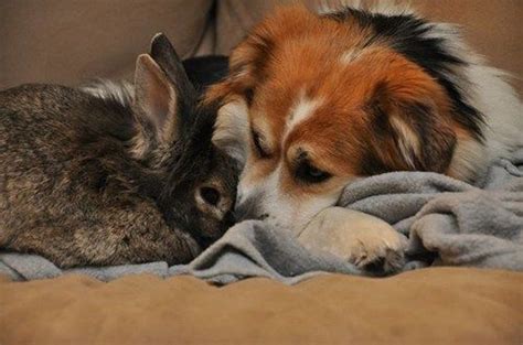 Dog and Bunny Are Best Friends Cute Animals Puppies, Like Animals, Baby ...