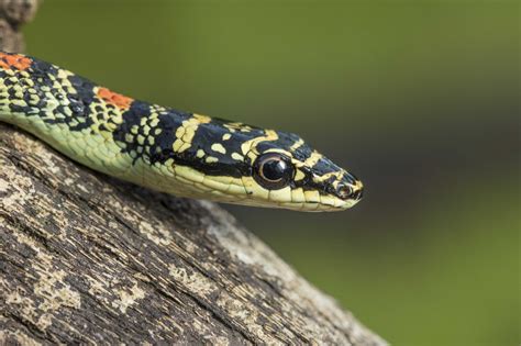 Ornate Flying snake | Rahul Alvares