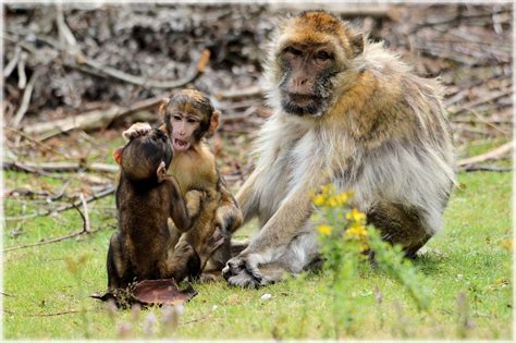 Barbary Macaque 5 Free Stock Photo - Public Domain Pictures