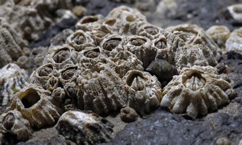 barnacle life cycle - Barnegat Bay Shellfish