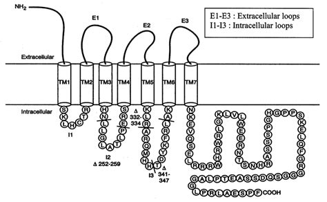 Glucagon receptor. Adapted from Chicchi et al. (1997), J. Biol. Chem.,... | Download Scientific ...