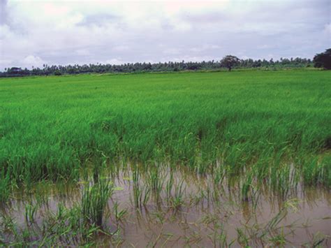 Rice farmers operating at break-even prices – region’s Chamber - Guyana ...