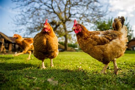 Common Causes of Chicken Stress | EcoFarming Daily