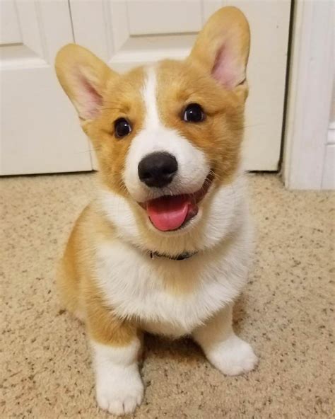 Happy corgi puppy : PuppySmiles