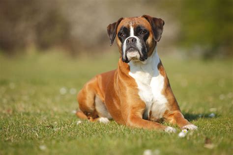 15 Popular Brown Dog Breeds