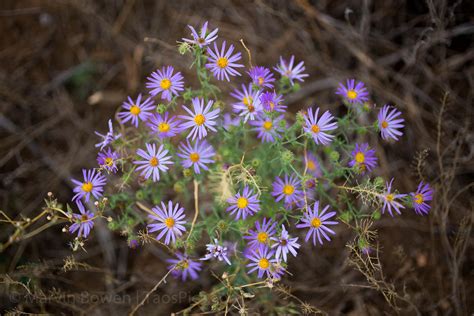 Purple Asters | MarvinBowen.com