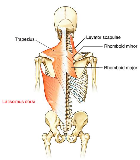 Latissimus Dorsi – Supply and Functions – Earth's Lab