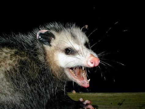 Possum Drop goes on for New Year's Eve, without live animal