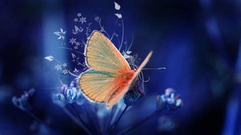 Cute Gray And Orange Butterfly With Blue Background 4K HD Butterfly ...