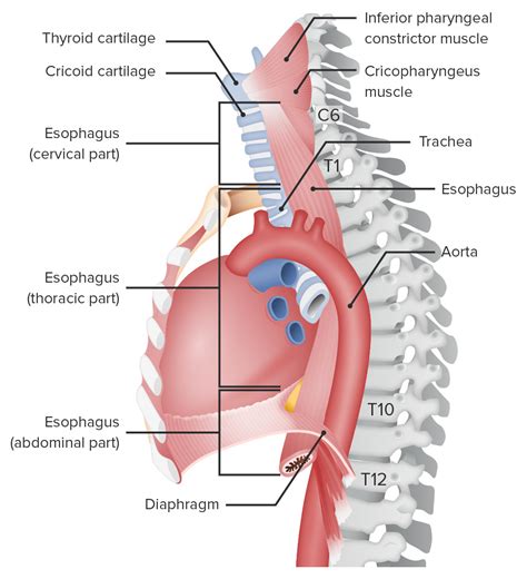 Esophagus Heart Anatomy