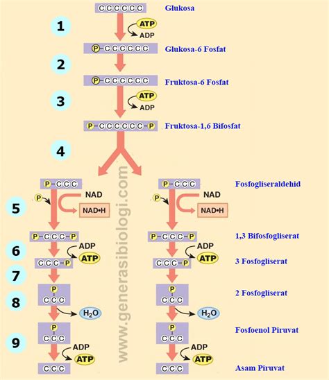 Proses Glikolisis Pengertian Jenis Amp Fungsinya Lengkap - Riset