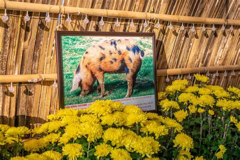 Picture of a Pig with Description at the Flower Street in Ho Chi Minh City - Creative Commons Bilder