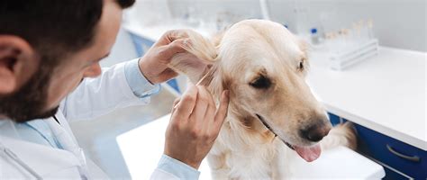 Treating Otitis Externa in Dogs | Today's Veterinary Practice