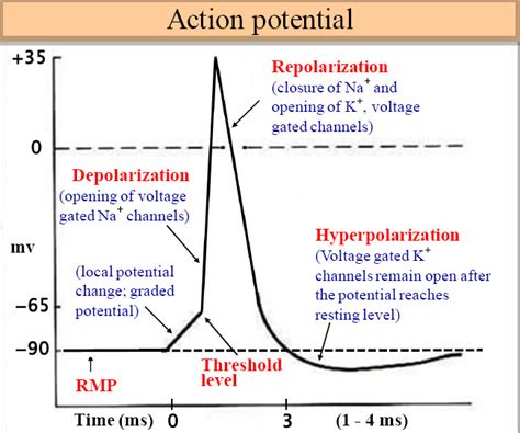 Action potential Diagram | Quizlet