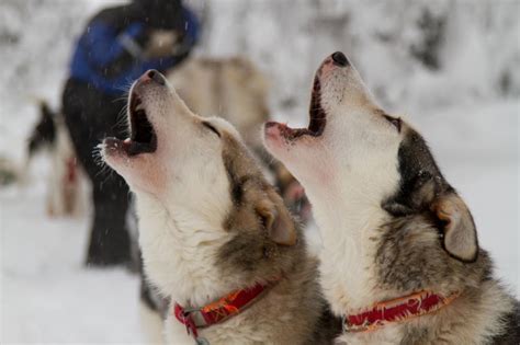 Huskies howl at video of howling Siberian Husky / Boing Boing