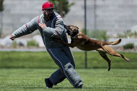 These brutal police dog attacks were captured on video. Now some cities are curtailing K-9 use ...