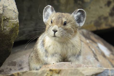 Squeak! Squeak! You can track Colorado’s climate-threatened pikas with a new app | Colorado ...