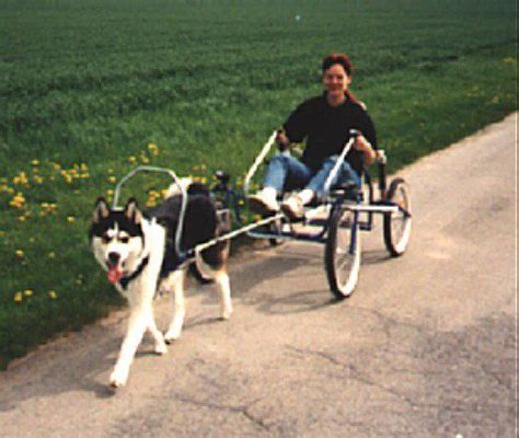 How to Have Fun Carting With a Dog | Biking with dog, Dog harness, Dog equipment