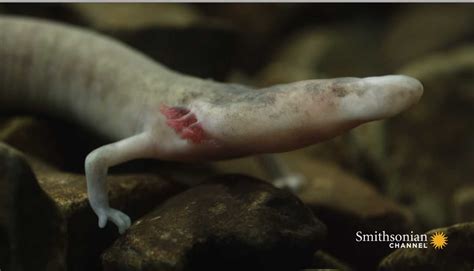 One olms salamander stayed still for seven years - SlashGear