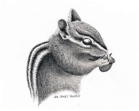 Chipmunk Drawing, Pencil, Sketch, Colorful, Realistic Art Images | Drawing Skill