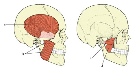 Musculos De La Masticacion - ajore
