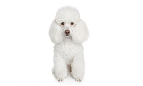 Poodle Names – Cute, Cool, and Popular Ideas – Pet Guide Reviews