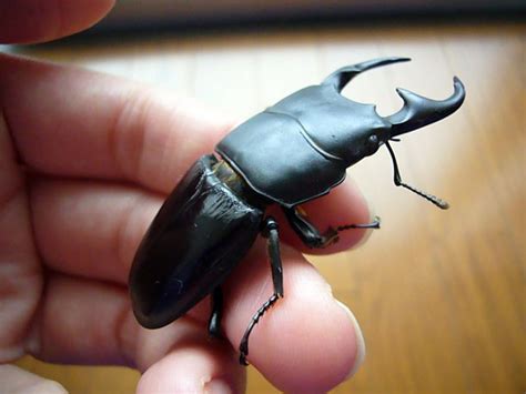 How to Care for Your Beetle: Pet Beetles in Japan