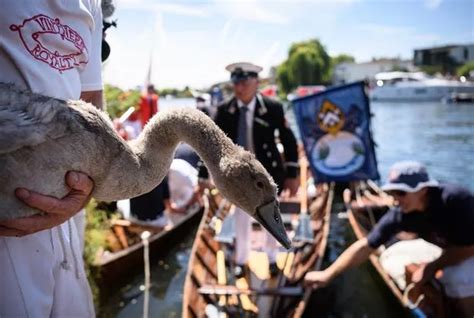 Swan Upping ceremony starts at Sunbury Lock in centuries old tradition - Surrey Live