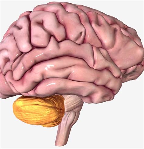 Pictures Of Cerebellum