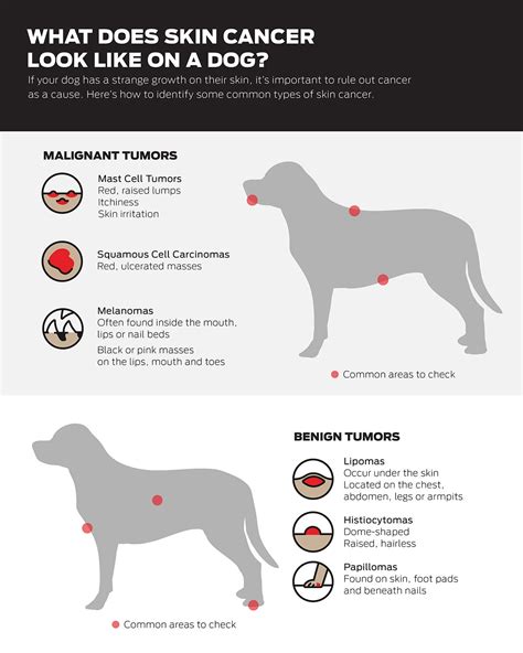 Dog Skin Cancer: Symptoms & Treatment | Purina US