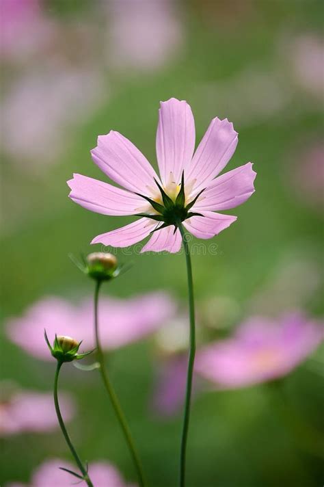 Wild cosmos flowers stock image. Image of pink, fresh - 6500093