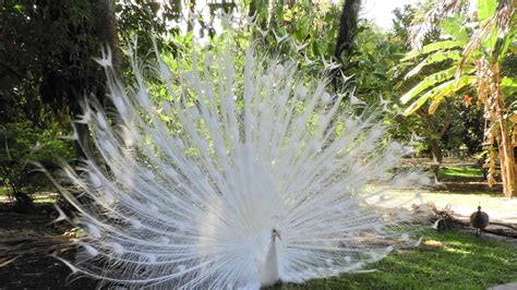 Watch a Rare, White Peacock Strut Its Stuff and Pose for a Photographer - A-Z Animals