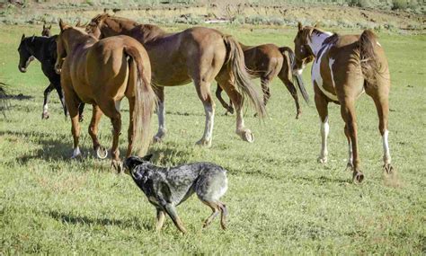 Blue Heeler (Australian Cattle Dog): Characteristics & Care - We Are ...