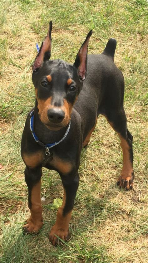 12237 best Doberman images on Pinterest | Doberman pinscher, Dobermans and Doberman