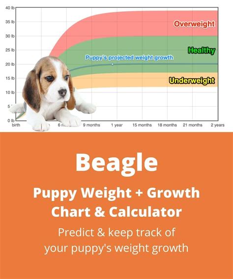 How Big Will My Puppy Get Calculator - Well, 52 is the number of weeks in a year. - Download ...