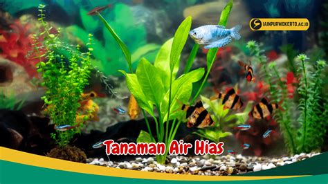 Kenali 7 Jenis Tanaman Air Hias Unik untuk Aquarium Kesayanganmu - Birds n Bees