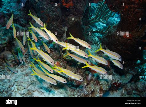 Yellow Goatfish Mulloidichthys martinicus on a coral reef Stock Photo - Alamy