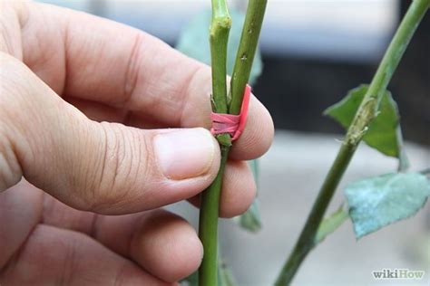 Graft Roses | Rose, Plants and Gardens