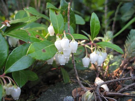 Capital Naturalist by Alonso Abugattas: Wintergreen - Teaberry